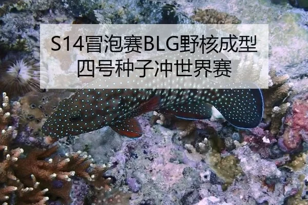 S14冒泡赛BLG野核成型四号种子冲世界赛