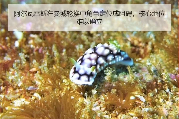 a-er-wa-lei-si-zai-man-cheng-lun-huan-zhong-jue-se-ding-wei-cheng-zu-ai-he-xin-di-wei-nan-yi-que-li-3-848.jpg
